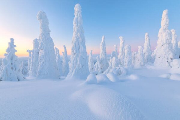 Konstfotografering Trees covered with snow at dawn,, Roberto Moiola / Sysaworld, (40 x 26.7 cm)