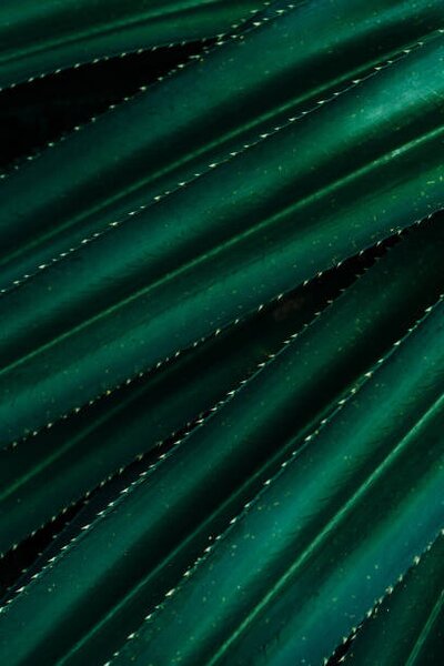 Konstfotografering Close up of thorny green leaves, Olena Malik, (26.7 x 40 cm)