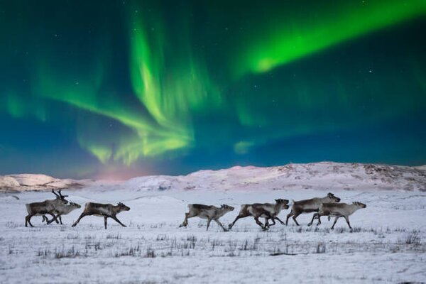 Konstfotografering Wild reindeer on the tundra on, Anton Petrus, (40 x 26.7 cm)
