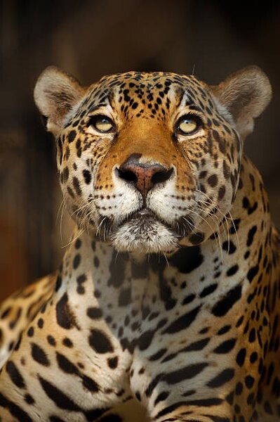 Fotografi Close up portrait of a Jaguar, Copyrights @ Arijit Mondal