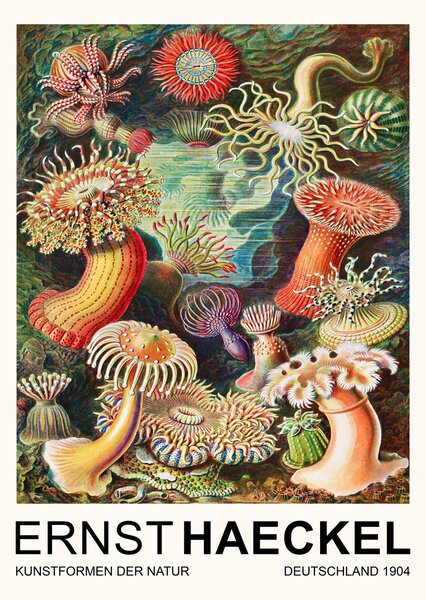 Konsttryck Actiniae–Seeanemonen / Sea Anemones (Vintage Academia) - Ernst Haeckel, (30 x 40 cm)