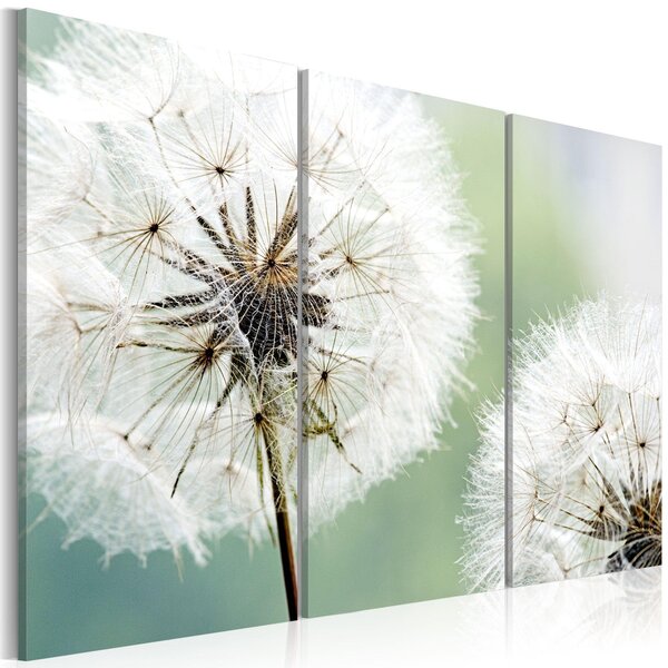 Canvas Tavla - Fluffy dandelions - 60x40