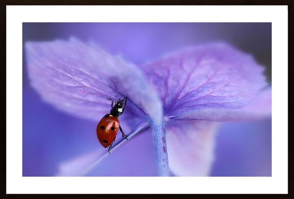 Ladybird On Purple Hydrangea Poster