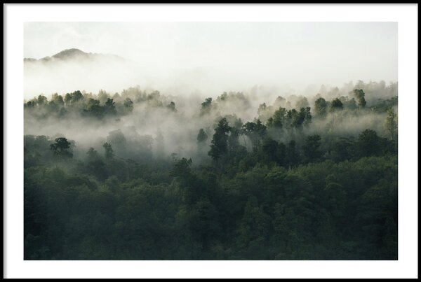 FOGGY WOODS POSTER - 50x70