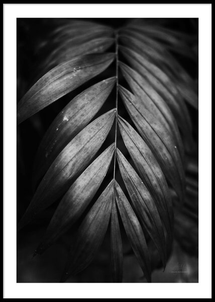 BLACK AND WHITE PLANT 2 POSTER - 50x70