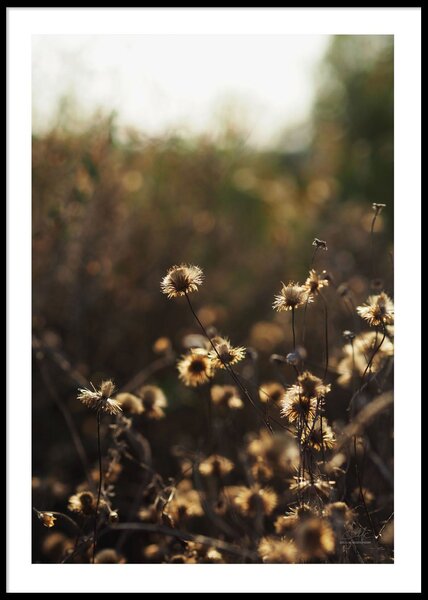 SUNSET FLOWERS POSTER - 50x70