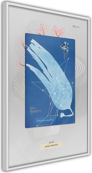 Inramad Poster / Tavla - Alga Cyanotype - 40x60 Vit ram