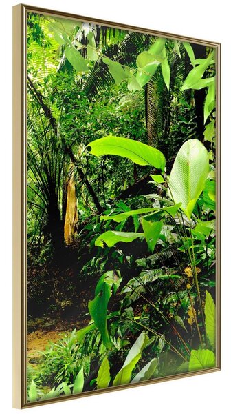Inramad Poster / Tavla - In the Rainforest - 40x60 Guldram