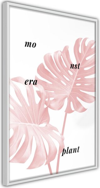 Inramad Poster / Tavla - Pale Pink Monstera - 20x30 Vit ram