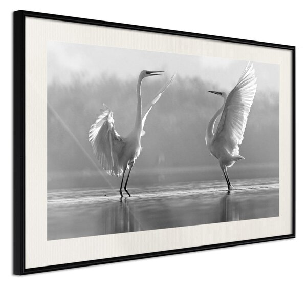 Inramad Poster / Tavla - Black and White Herons - 45x30 Svart ram med passepartout