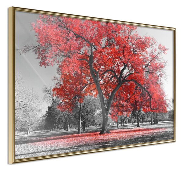 Inramad Poster / Tavla - Red Tree - 60x40 Guldram