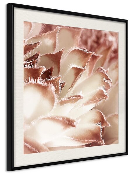 Inramad Poster / Tavla - Floral Calyx - 50x50 Svart ram med passepartout