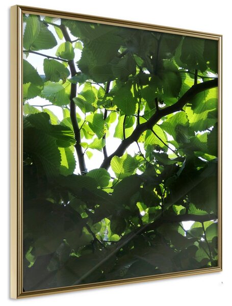 Inramad Poster / Tavla - Under Cover of Leaves - 50x50 Guldram