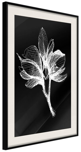 Inramad Poster / Tavla - White Plant - 20x30 Svart ram med passepartout