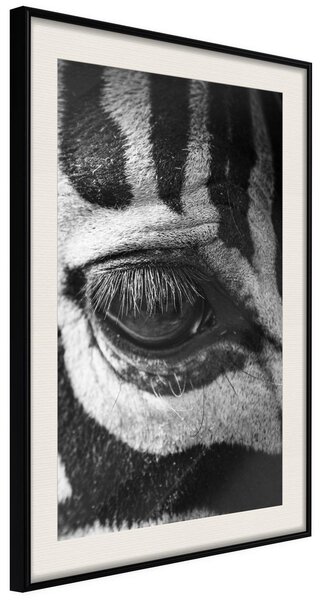 Inramad Poster / Tavla - Zebra Is Watching You - 20x30 Svart ram med passepartout