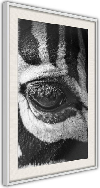 Inramad Poster / Tavla - Zebra Is Watching You - 40x60 Vit ram med passepartout