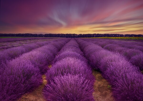Konstfotografering Lavender field, Nikki Georgieva V, (40 x 26.7 cm)