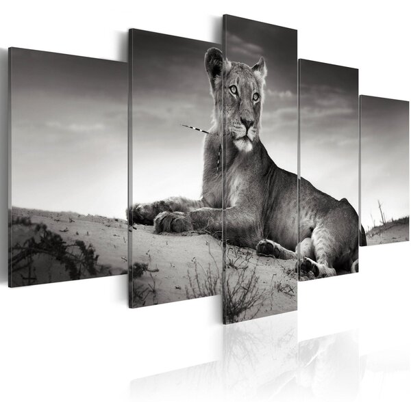 Canvas Tavla - Lioness in a desert - 100x50