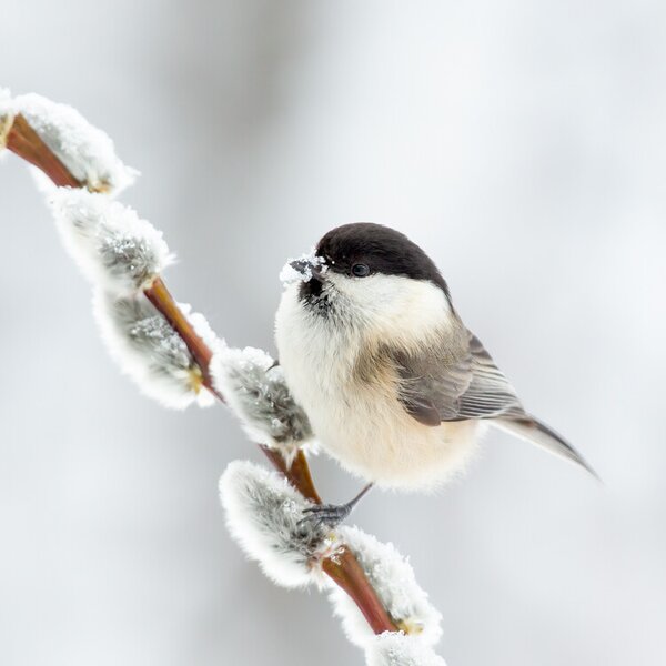 Fotografi Willow tit in winter., Annie Keizer