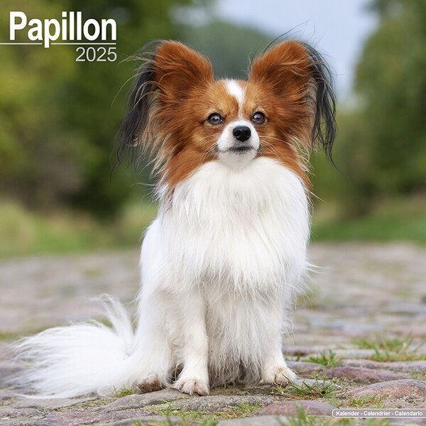 Kalender 2025 Papillon