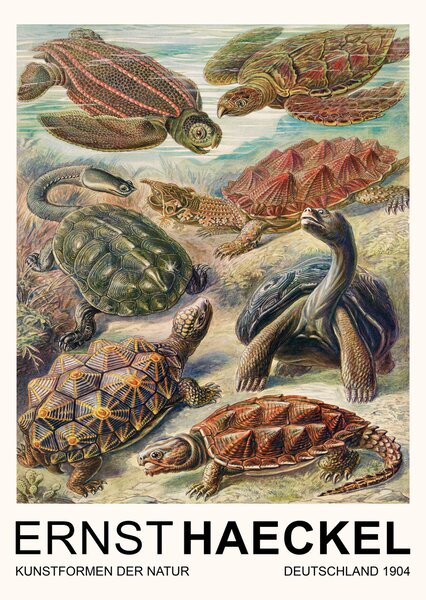 Konsttryck Chelonia–Schildkröten / Turtles (Vintage Academia) - Ernst Haeckel, (30 x 40 cm)