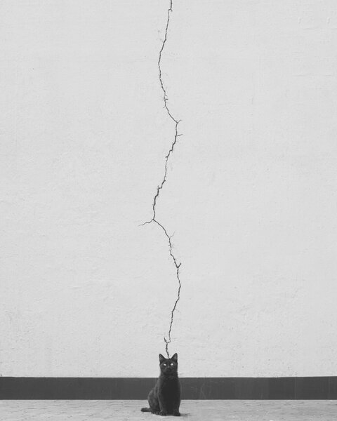 Konstfotografering Cat thoughts, alizolghadri93, (30 x 40 cm)