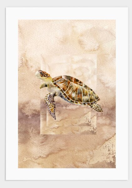 Turtle poster - 30x40