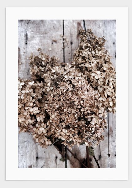 Dried flowers poster - 30x40