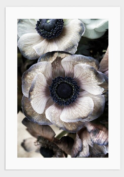Anemone flowers poster - 30x40