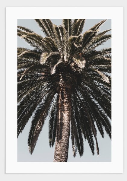 Barcelona palmtree poster - 30x40