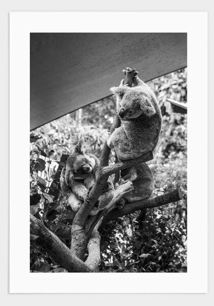 Australian koala poster - 21x30