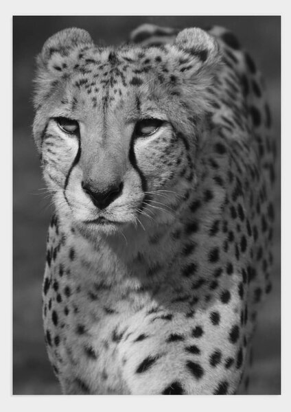 Gepard poster - 30x40