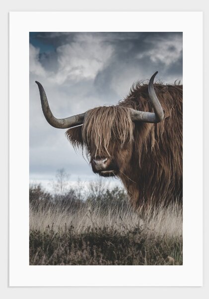 Highland cattle poster - 30x40