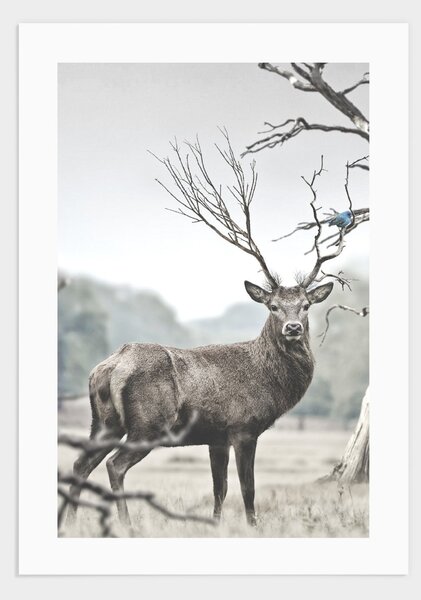 Deer poster - 30x40