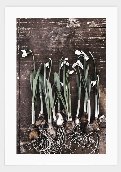 Snowdrops flowers poster - 21x30
