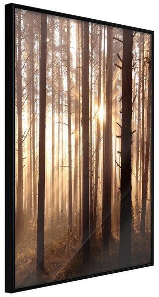 Inramad Poster / Tavla - Morning in the Forest - 20x30 Svart ram