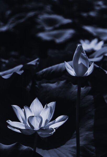 Konstfotografering Midsummer lotus, Sunao Isotani, (26.7 x 40 cm)