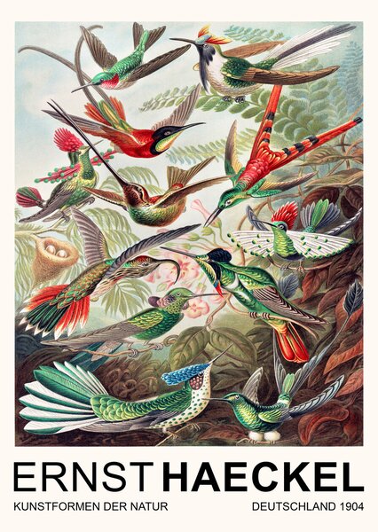 Konsttryck Trochilidae–Kolibris / Birds (Vintage Academia) - Ernst Haeckel, (30 x 40 cm)