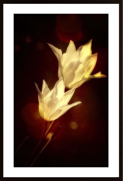 White Tulips Poster