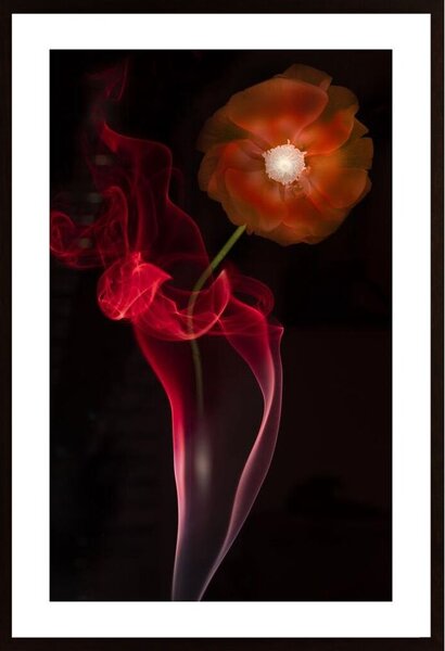 Red Buttercup Poster