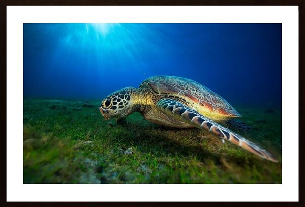 Green Turtle Poster