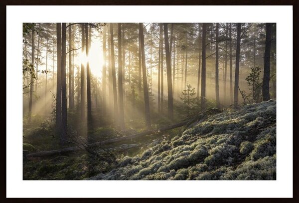 Fog In The Forest With White Moss In The Forground Poster