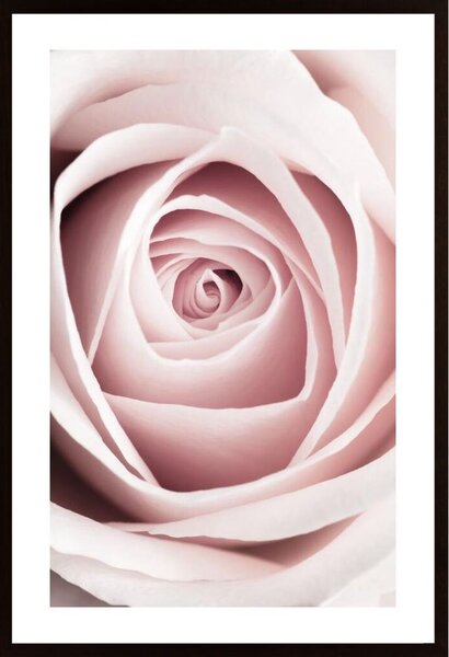 Pink Rose No 1 Poster