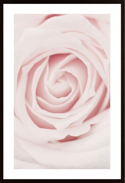 Pink Rose No 02 Poster