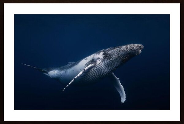 Humpback Whale In Blue Poster