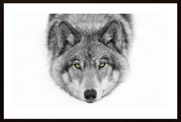 Yellow E1 - Timber Wolf Poster