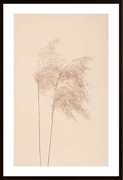 Reed Grass Beige 02 Poster