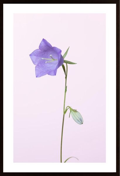 Bluebell Pink Background Poster
