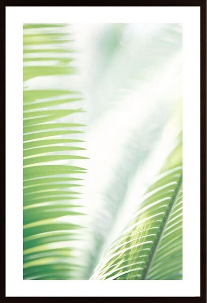 Light Palm Tree Leaves 2 Poster