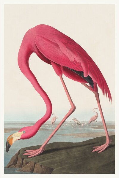 Bildreproduktion The Pink Flamingo (Birds) - John James Audubon